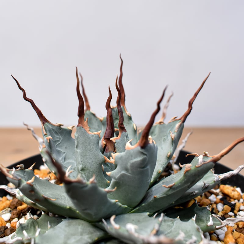 アガベ Dennis hybrid 妖炎X甲妖 /エボリスピナ×（イシスメンシス