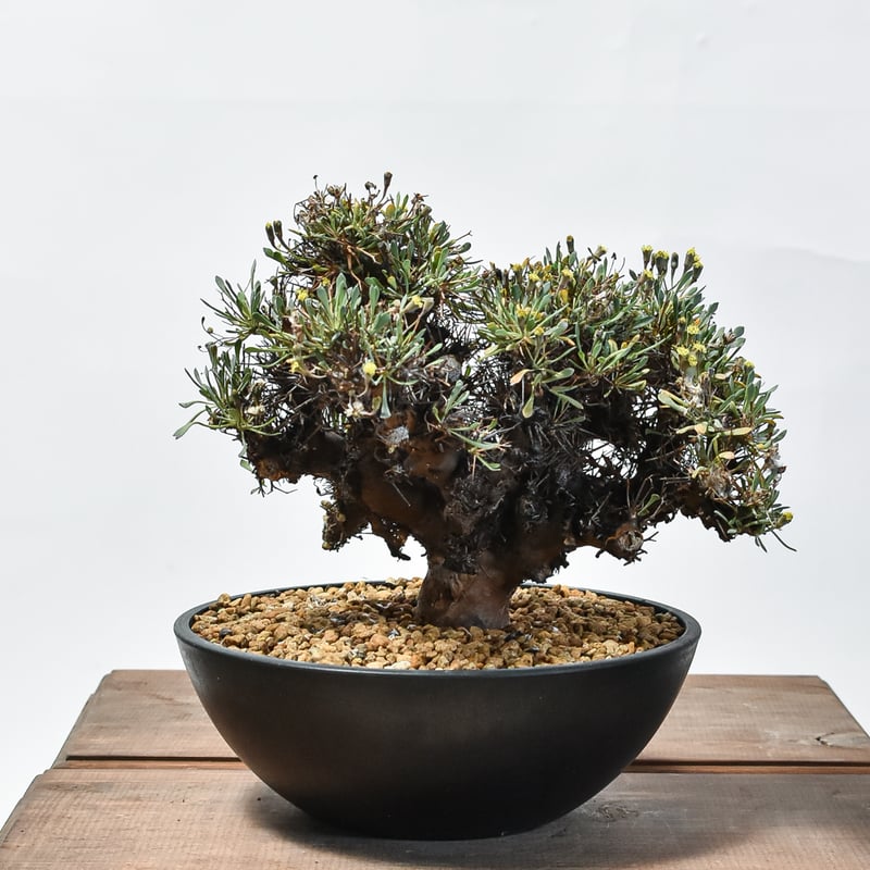 オトンナ ユーフォルビオイデス 