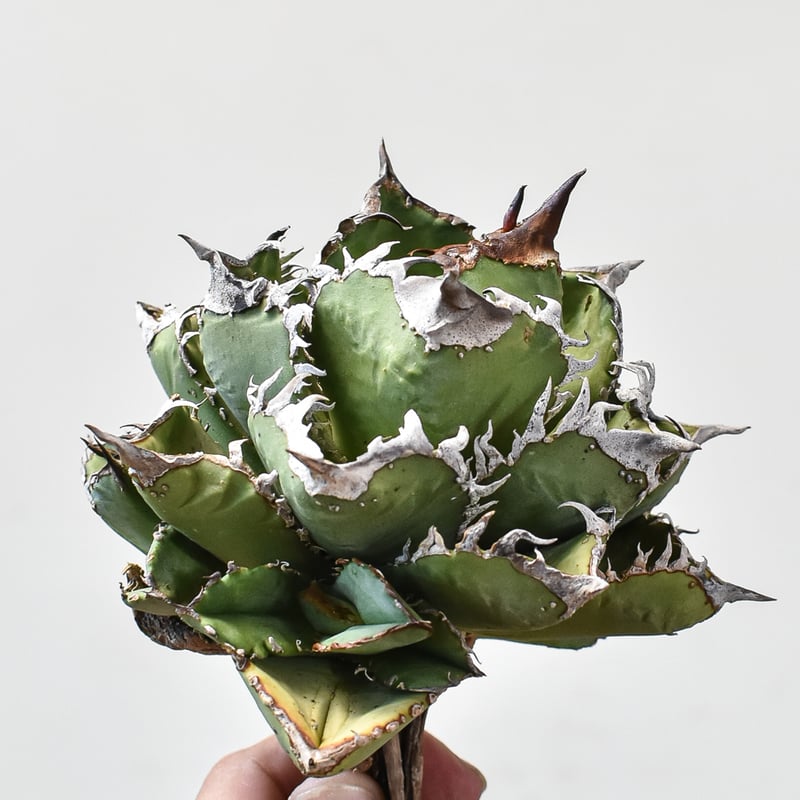 RAFLUMコレクション子株】アガベ チタノタ 