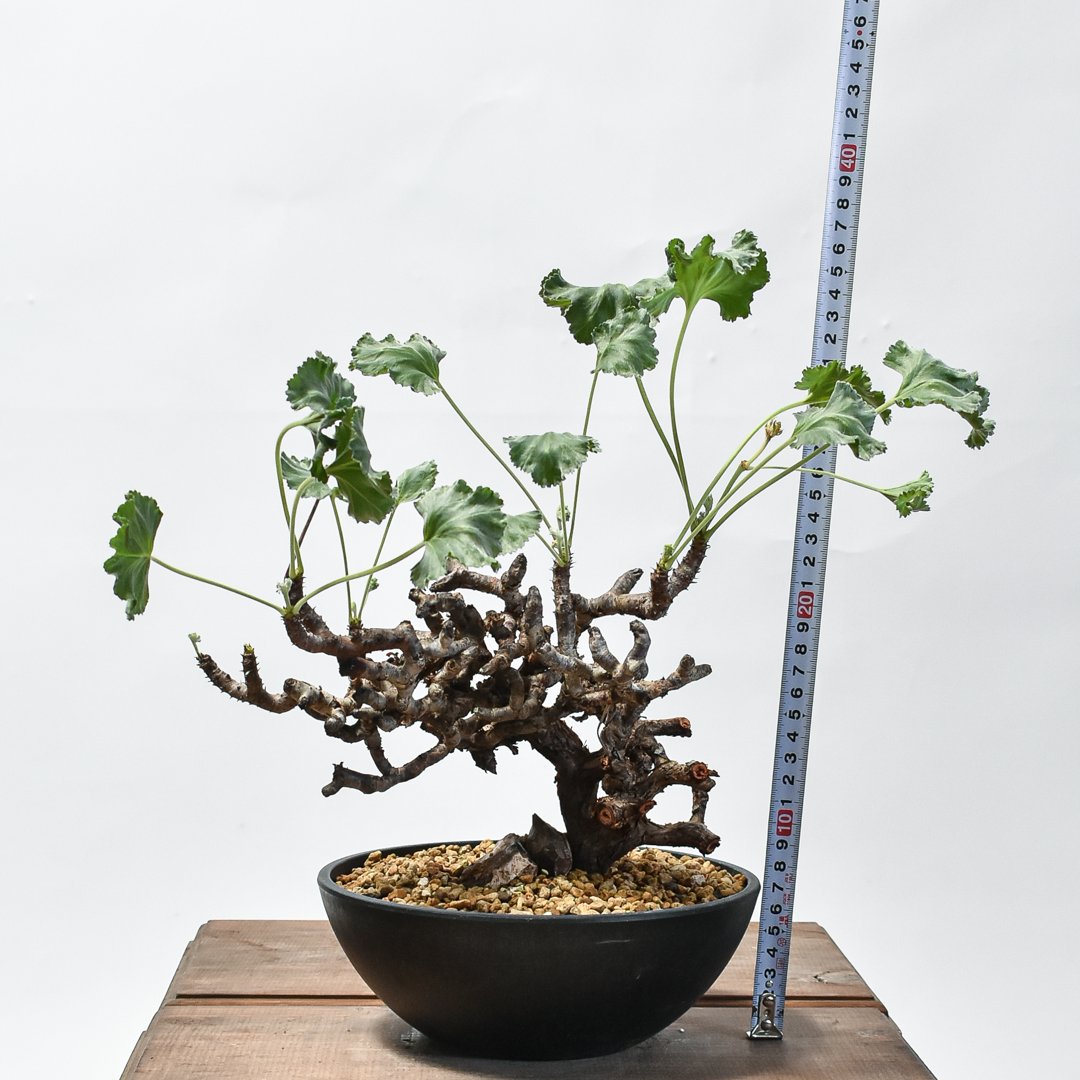 ペラルゴニウム ミラビレ 中株【発根済み】HK2402636 | RAFLUM