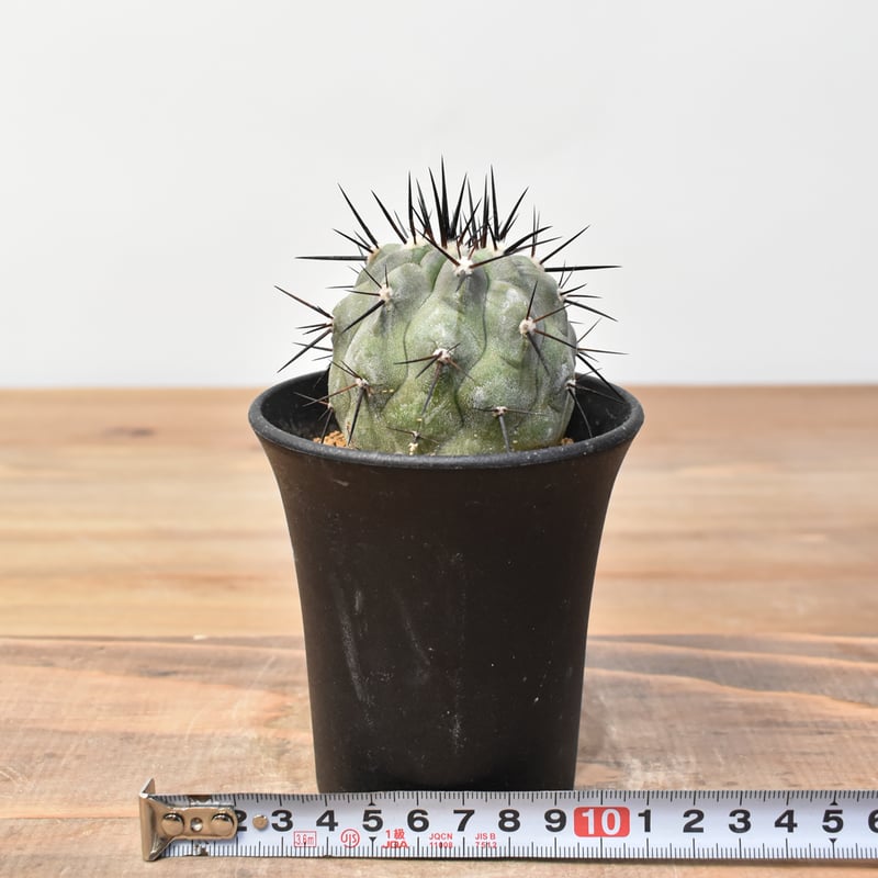 コピアポア シネレア 