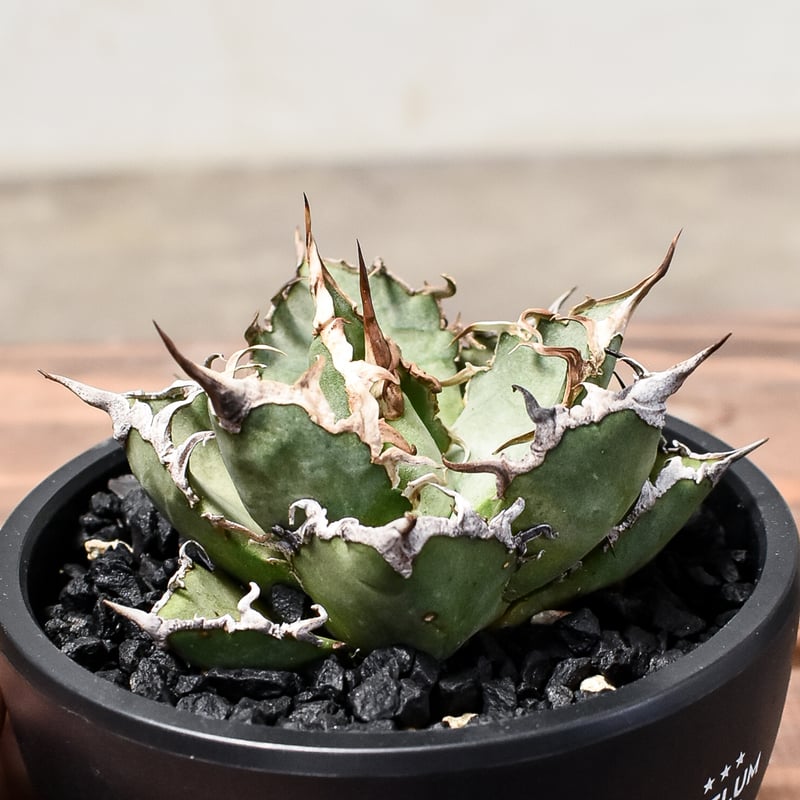 アガベ チタノタ シーザー / 凱撒 【台湾産/中株/発根済み】RF231618