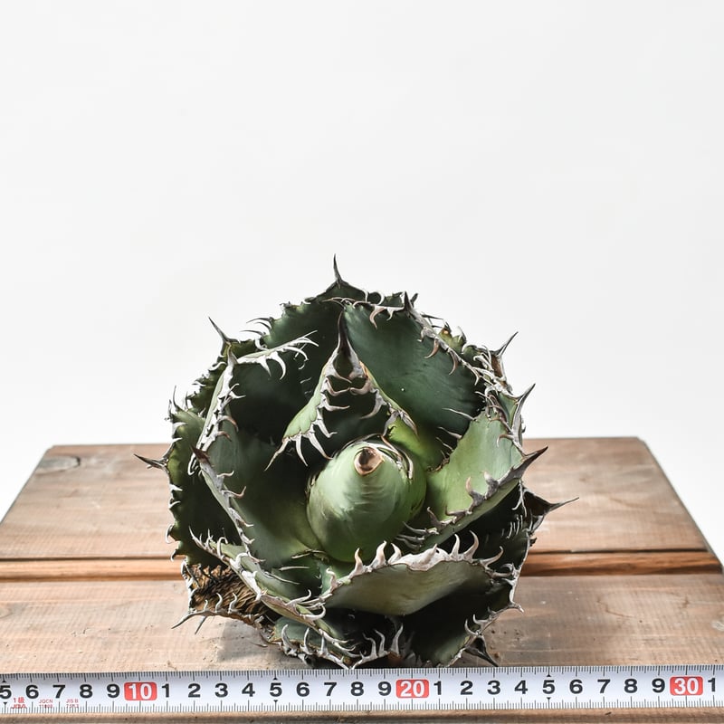 国内実生最高峰】アガベ オテロイ 