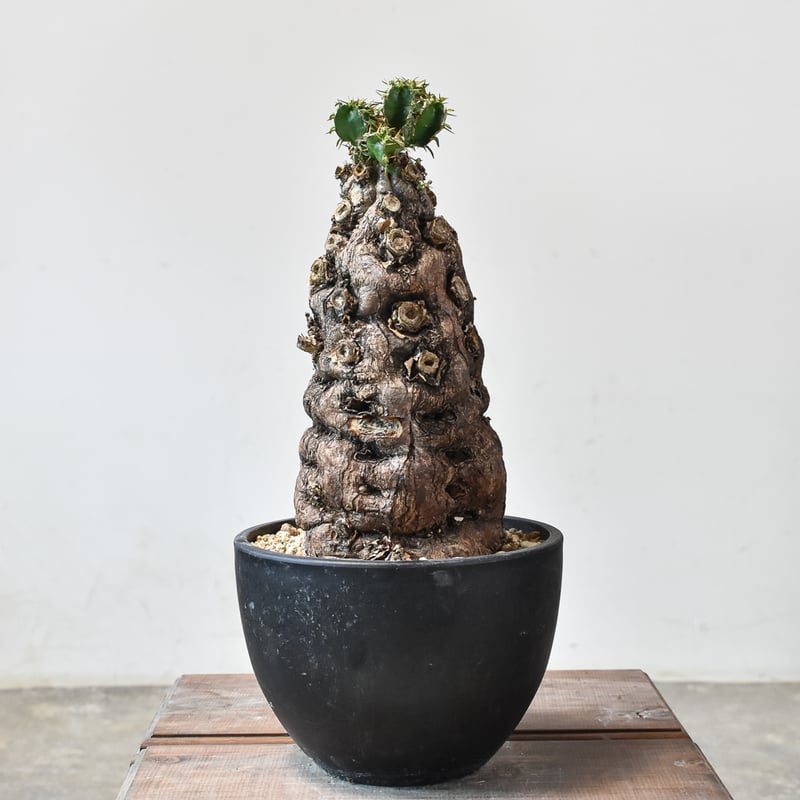 ユーフォルビア ムランジーナ 【発根済み】GM2402120(T) | RAFLUM