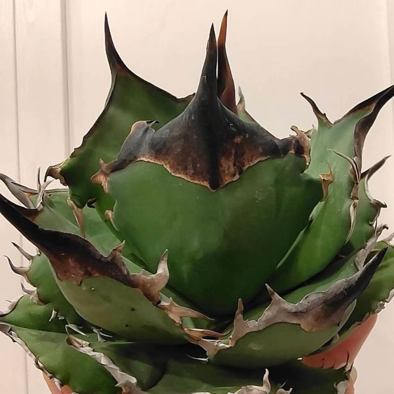 アガベ チタノタ DENNIS040 