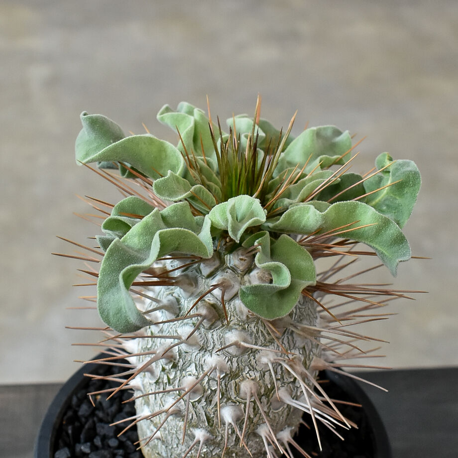 パキポディウム ナマクアナム 