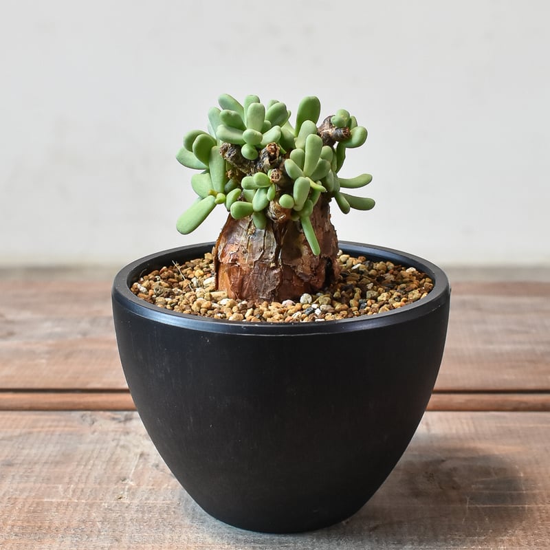 ケラリア ピグマエア 【発根済】K | RAFLUM / ラフラム｜東京、大阪の