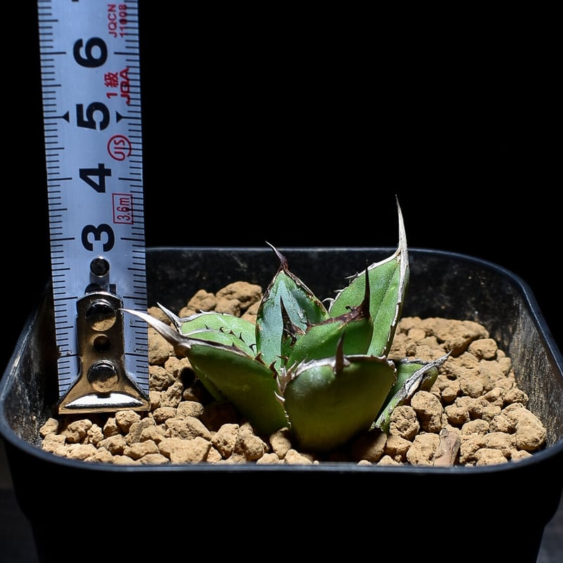 アガベ チタノタ ブラックファイヤー 