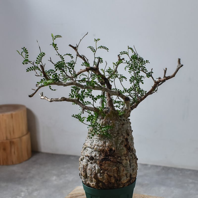 オペルクリカリア パキプス（発根済み）RF22782 | RAFLUM / ラフラム