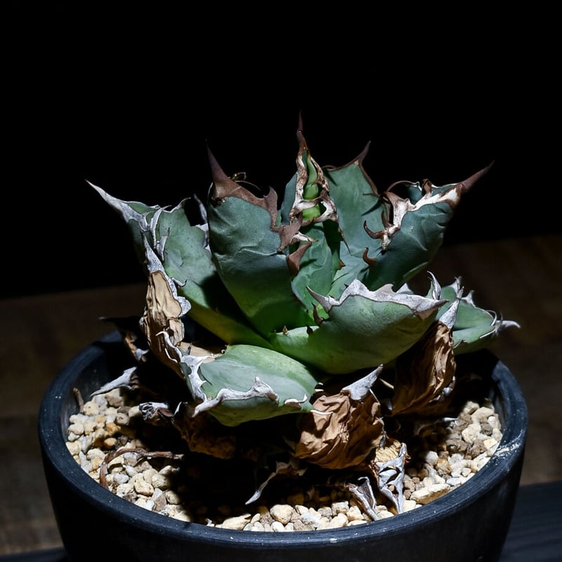 アガベ チタノタ NO.1 （発根済み）RFAGB21100 | RAFLUM / ラフラム｜