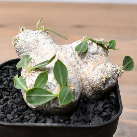 CATEGORY 恵比寿笑い（パキポディウム ブレビカウレ） | RAFLUM