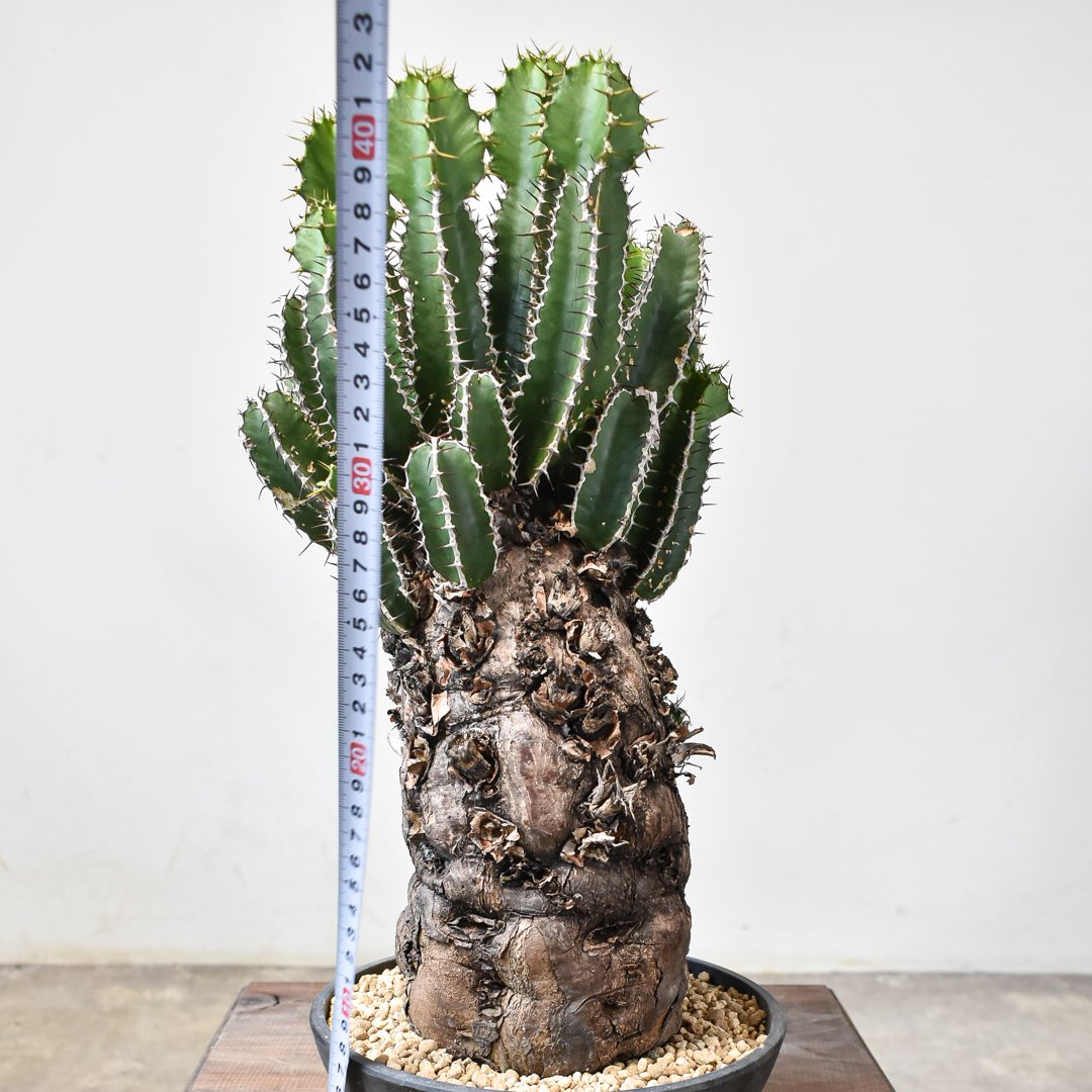 ユーフォルビア ムランジーナ 【発根済み】HK2402407 (T) | RAFLUM / ラ