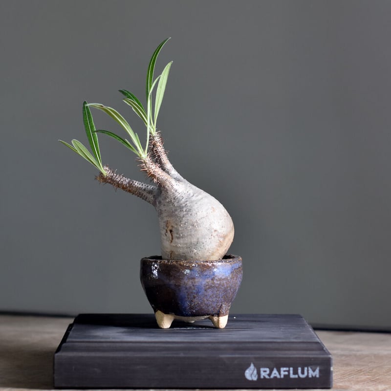 SRL鉢 パキポディウム グラキリス 現地球 発根済み グラキリス 現地球