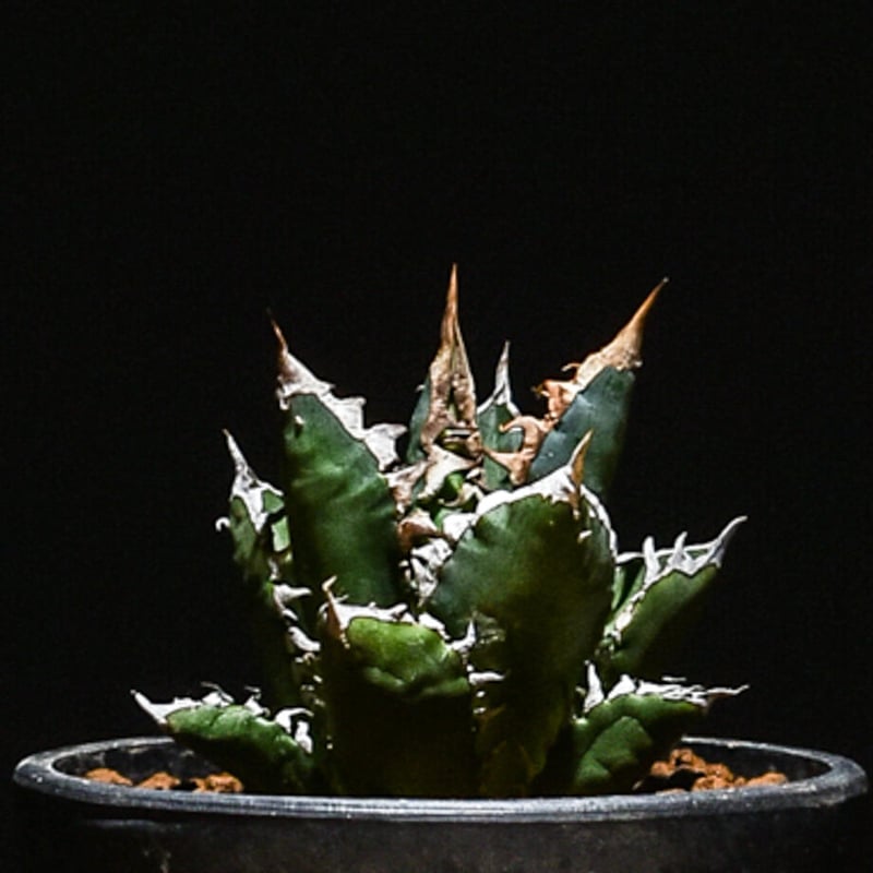 アガベ チタノタ レッドキャットウィーズル 