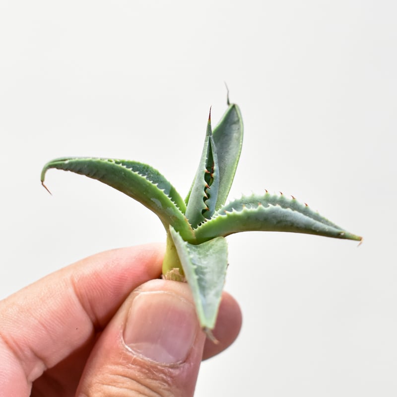 ユタエンシス ネバデンシス×(パラサナ×イシスメンシス