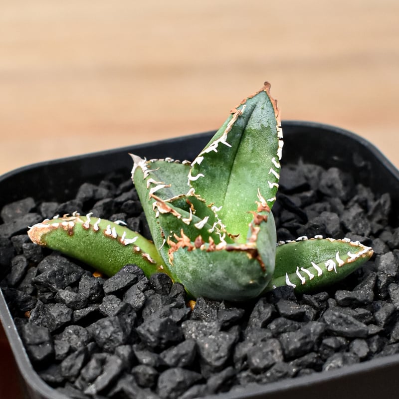 アガベ チタノタ Shi-hao 