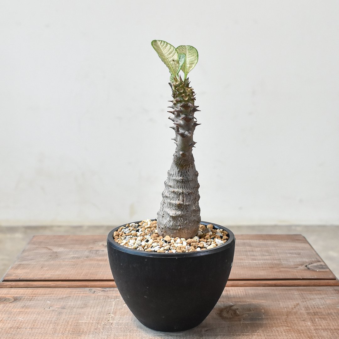 パキポディウム ウィンゾリー 【実生】GM2402219 | RAFLUM / ラフラム