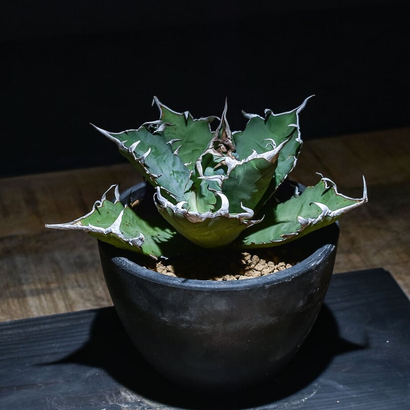 アガベ チタノタ FO-076（発根済み）RF22832 | RAFLUM / ラフラム｜東京