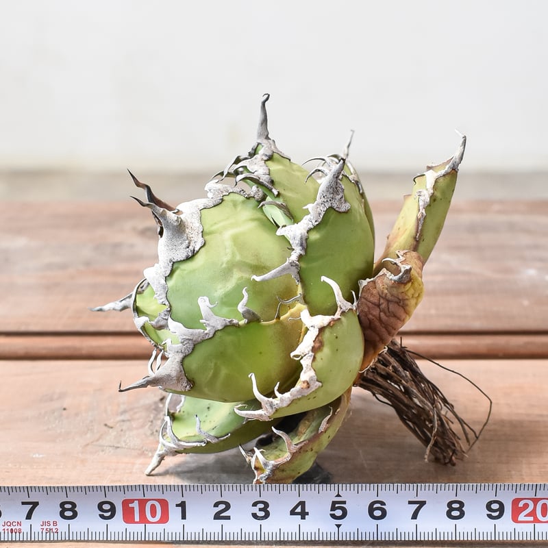 アガベ チタノタ シーザー / 