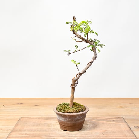 ブルセラミクロフィラ | STORES