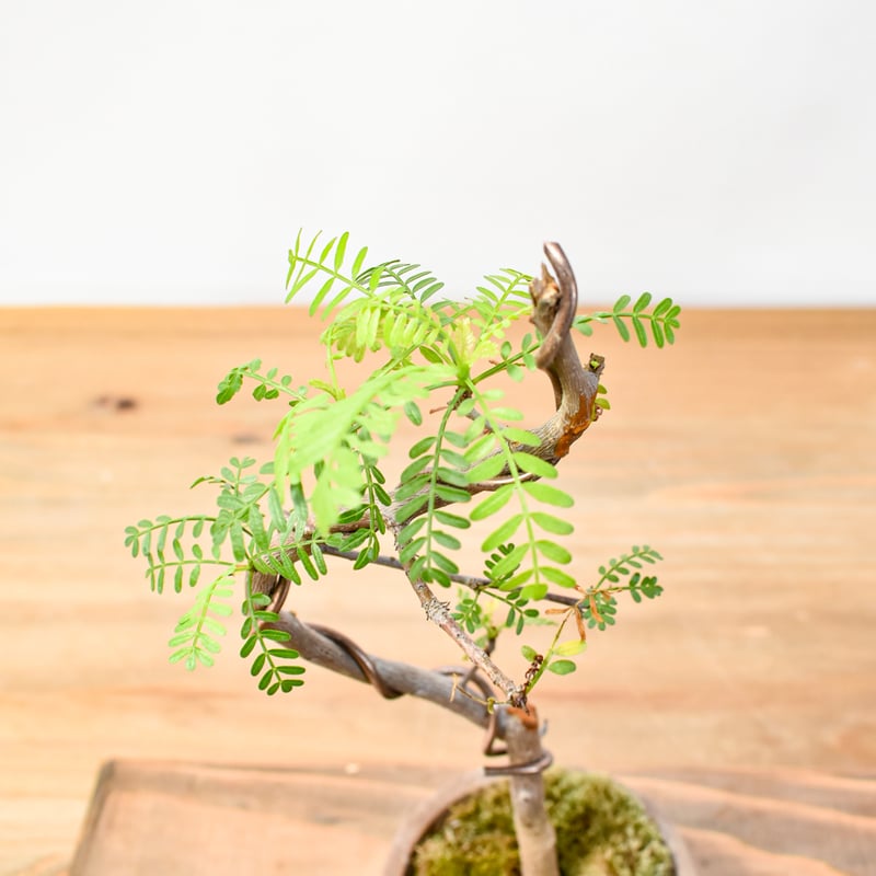 WACK” ON YOUR SIDE】ブルセラ ミクロフィラ WACK-A005 | RA