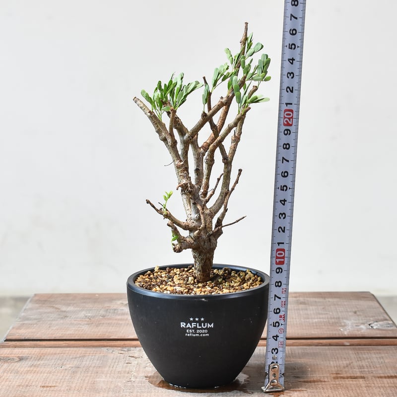 センナ メリディオナリス 【発根済み】HK2402462 | RAFLUM / ラフラム