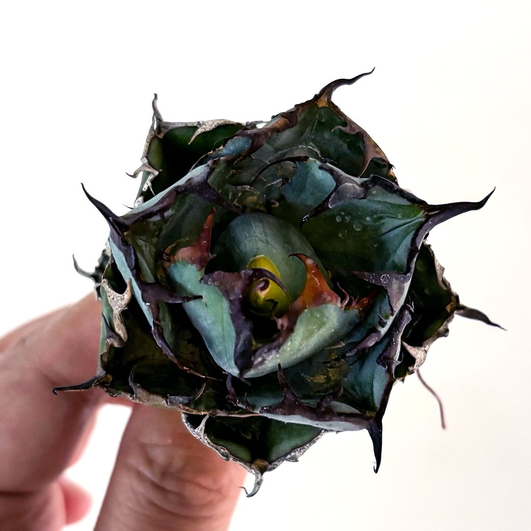 アガベ チタノタ ブラックアンドブルー / BB 藍球 