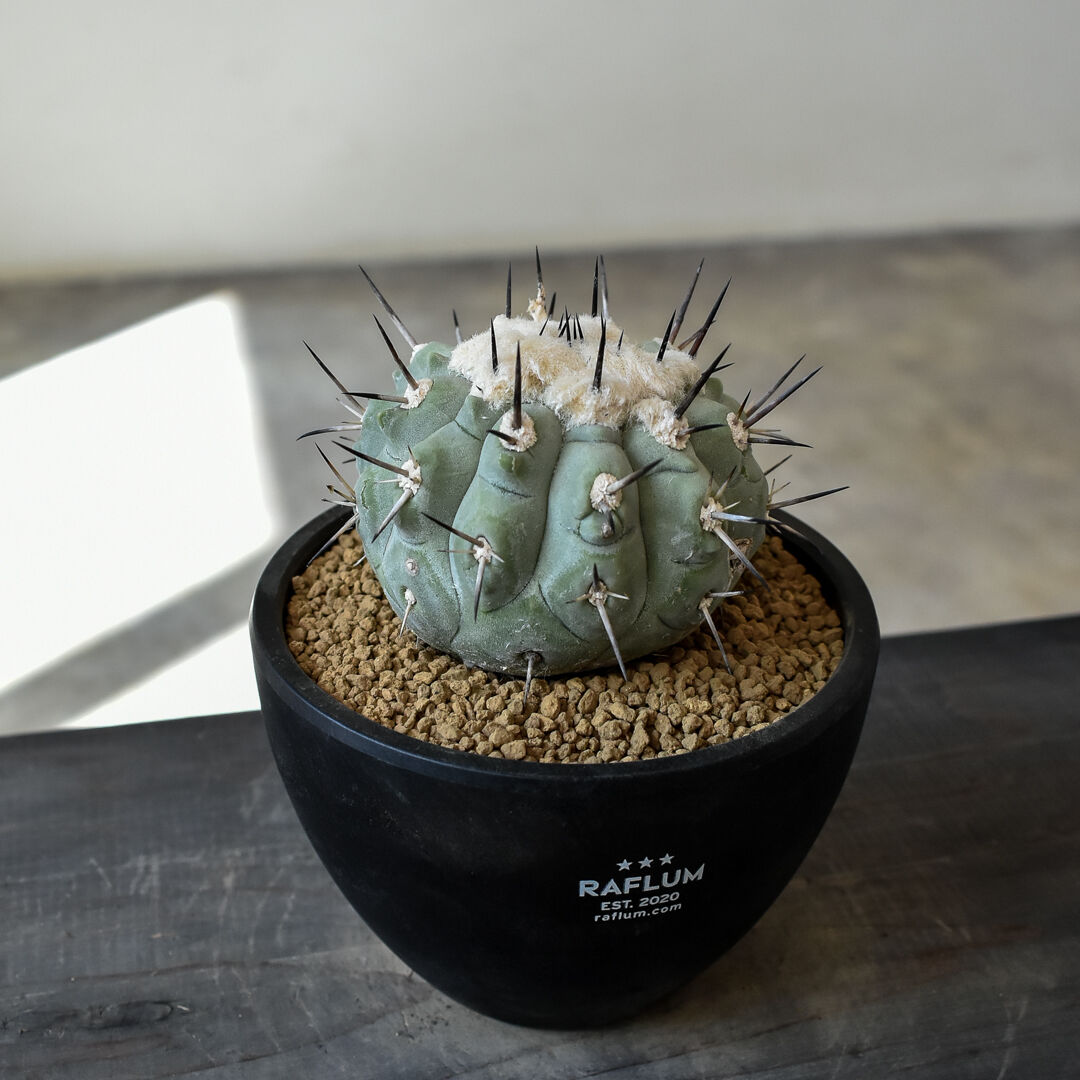 黒王丸 実生 接木 台付 発根済 3 コピアポア シネレア