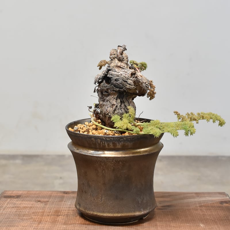 ペラルゴニウム トリステ 【発根済】HK232005 | RAFLUM / ラフラム