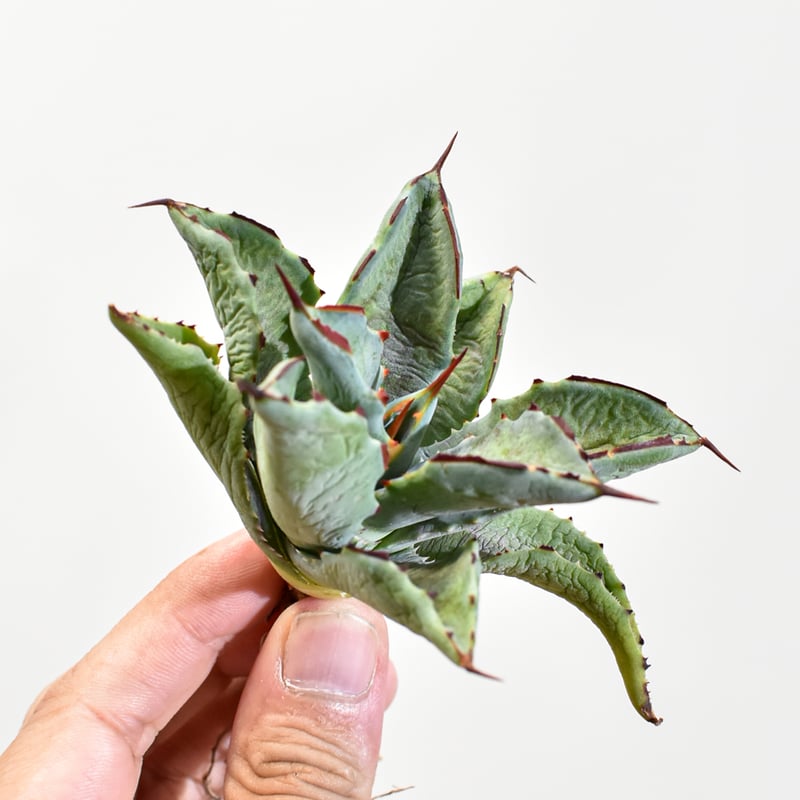 アガベ hybrid イシスメンシス×マンガベブラッドスポット /雷帝X血雨