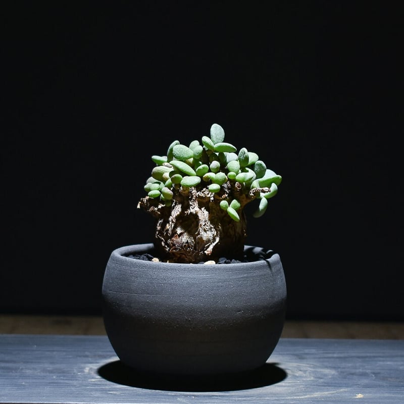 ケラリア ピグマエア （発根済）RF221007 | RAFLUM / ラフラム｜東京