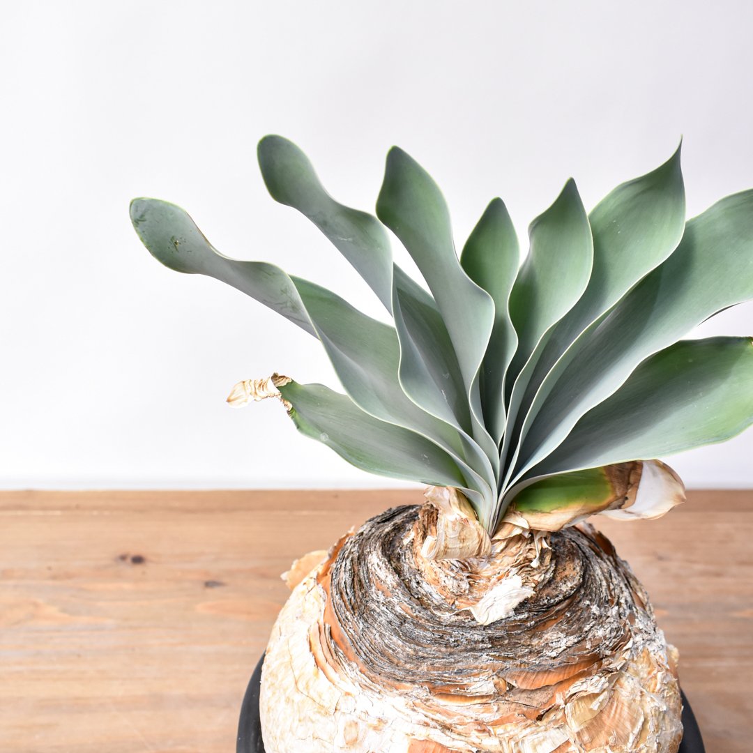 ブーファン ハエマンソイデス 