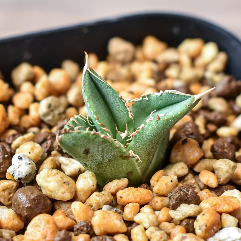 アガベ チタノタ ホオジロザメ 