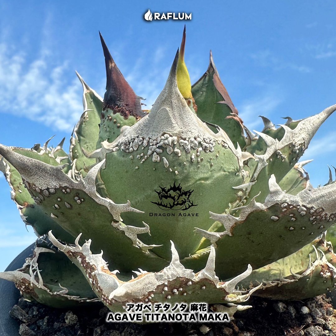 アガベ チタノタ 