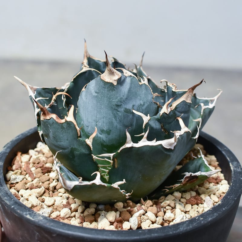 アガベ チタノタ 