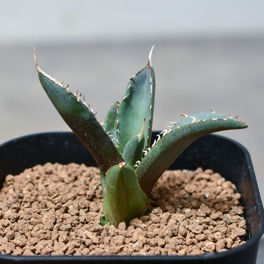 アガベ チタノタ フェニックス 