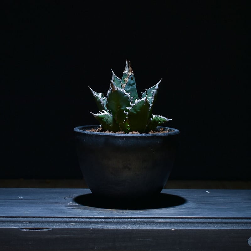 アガベ チタノタ レッドキャットウィーズル 