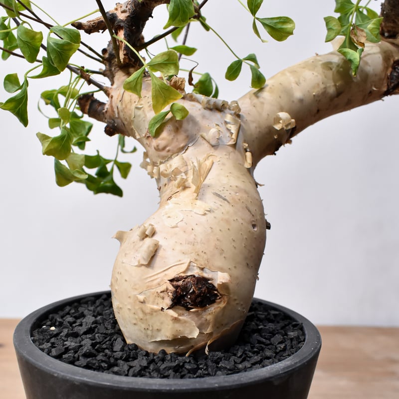 コミフォラ カタフ 