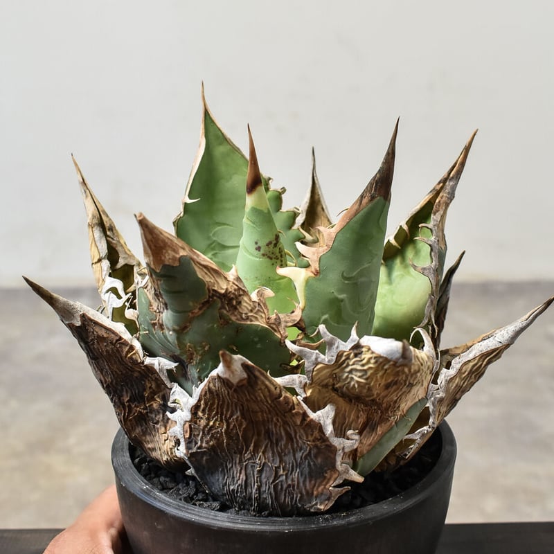 アガベ オアハカ 