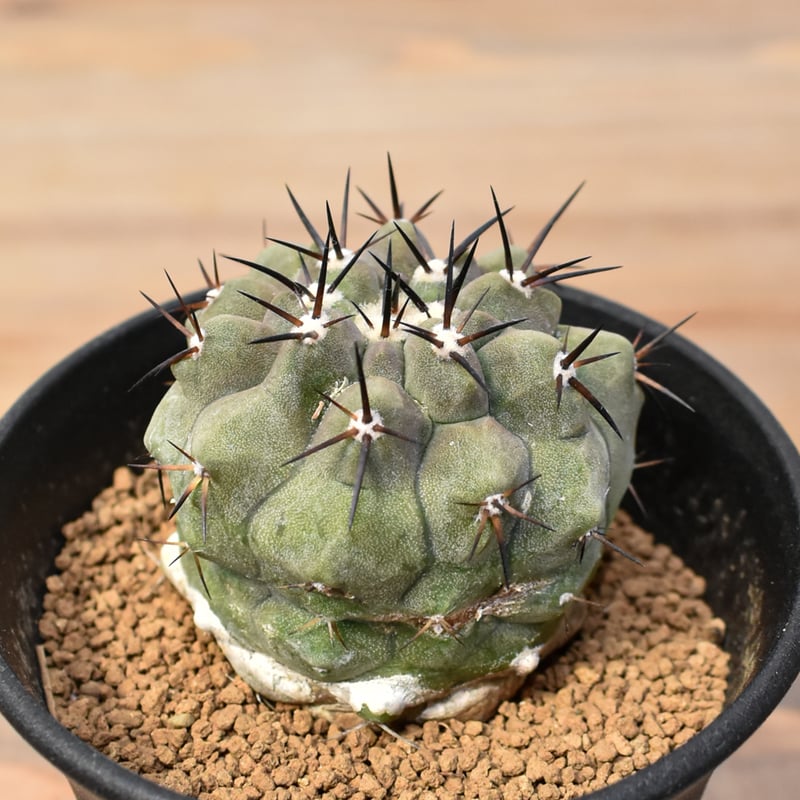 コピアポア シネレア 