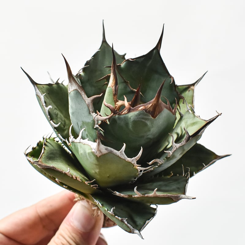 国内実生最高峰】アガベ オテロイ【OSPセレクト株 / 抜き苗 / 実生】12