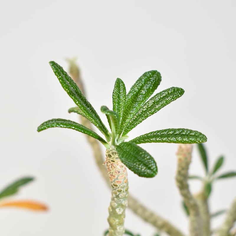 ドルステニア ギガス【実生】A | RAFLUM / ラフラム｜東京、大阪の塊根