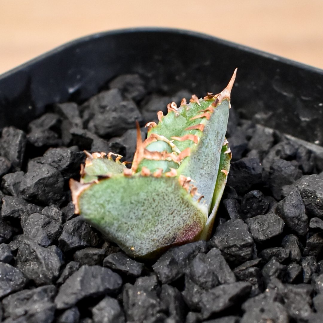 アガベ チタノタ ホオジロザメ 