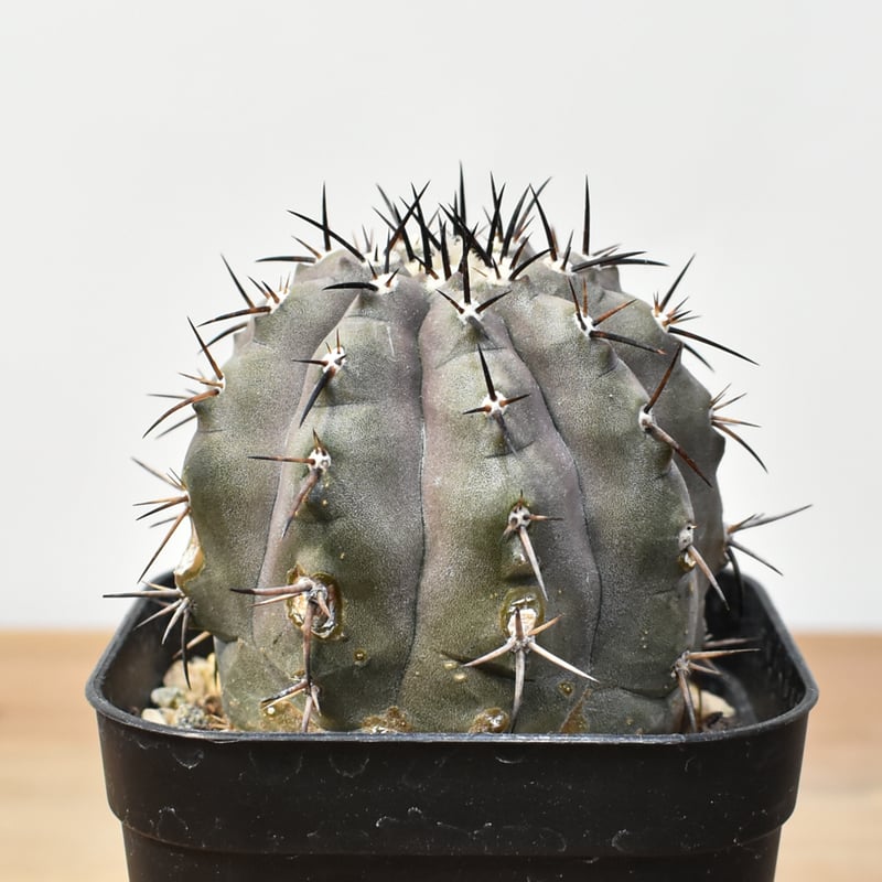 コピアポア シネレア 