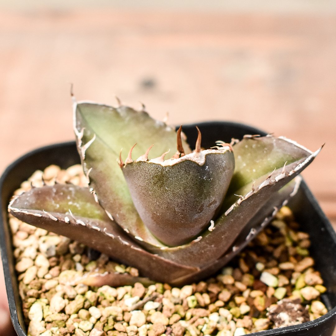 アガベ チタノタ 