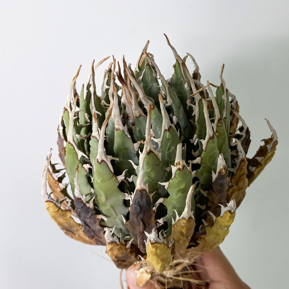 アガベ ユタエンシス エボリスピナ （抜き苗販売）RF22908 | RAFLUM