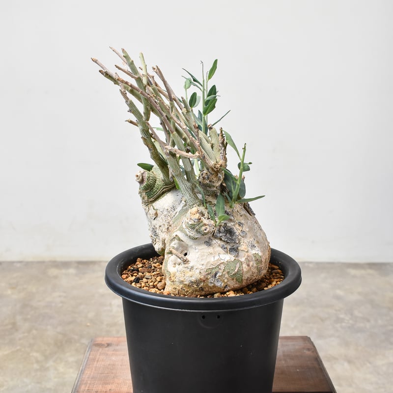 RAFLUMコレクション】アデニア ペチュエリー【現地球/発根済