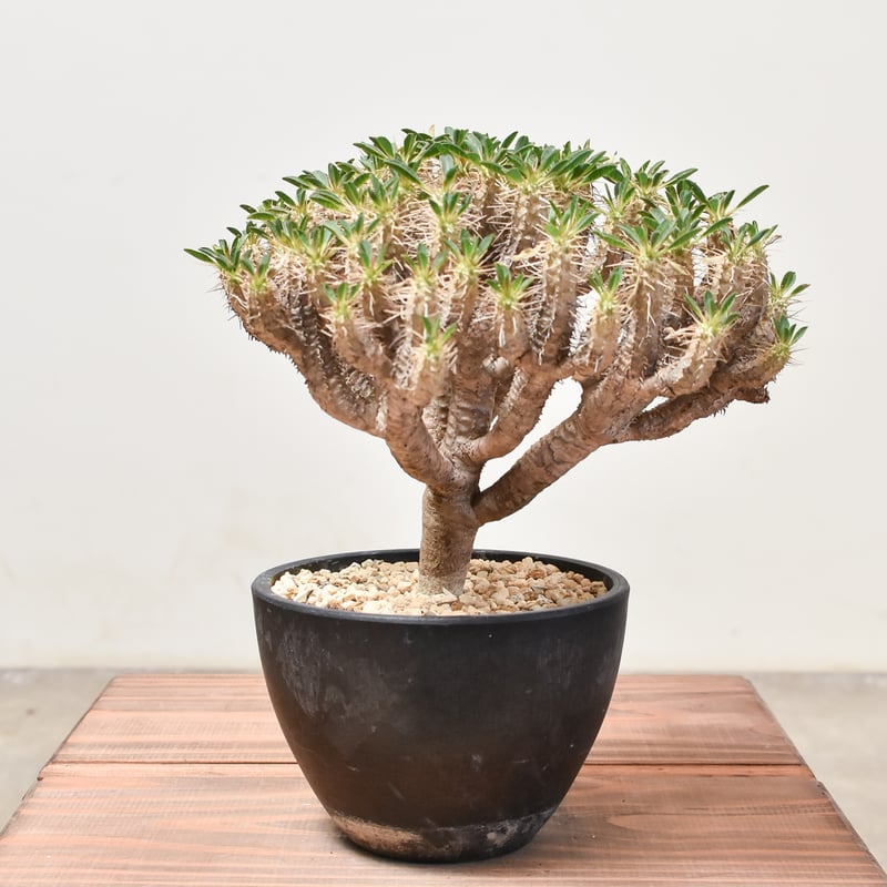 ユーフォルビア・ギラウミニアナ 【発根済み】HK232006(T) | RAFLUM