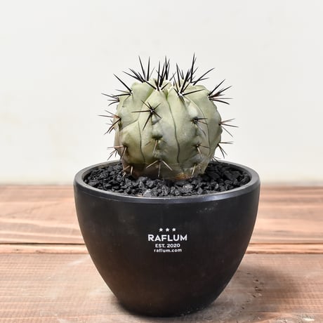 CATEGORY 黒王丸 | RAFLUM / ラフラム｜東京、大阪の塊根植物