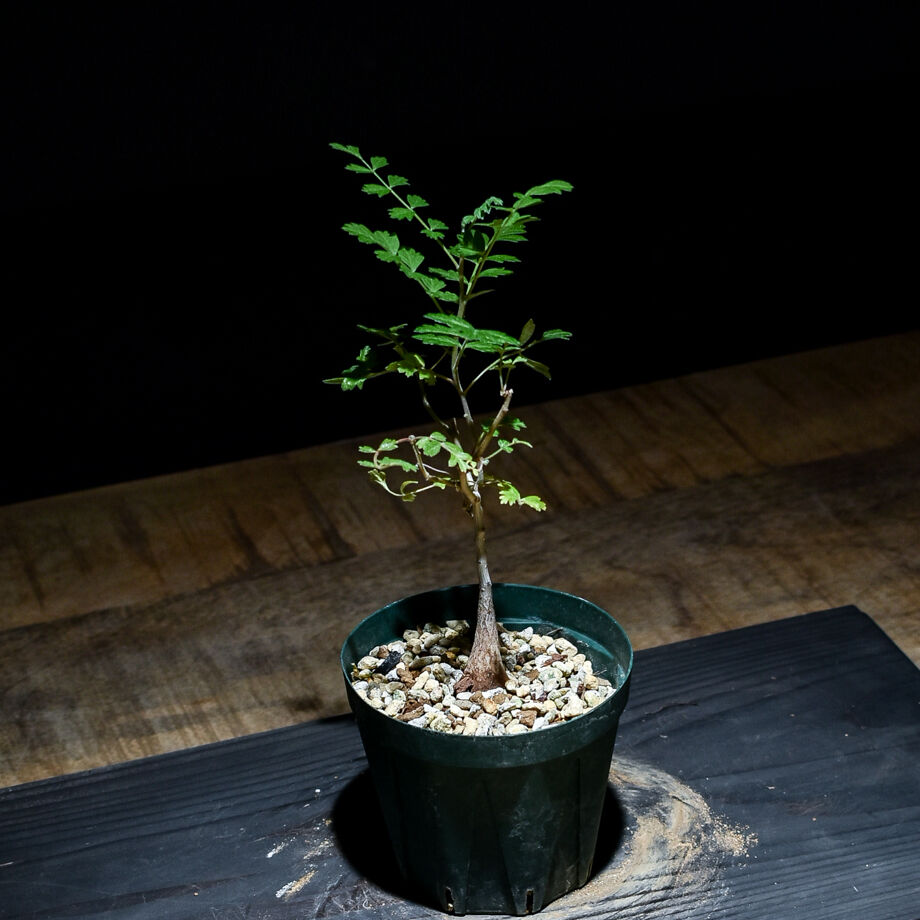 パキコルムス ディスカラー 